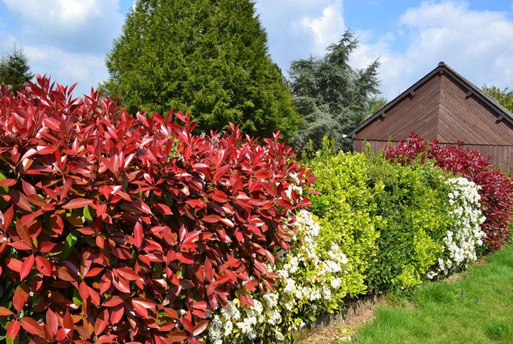 SAS LAURENT PAYSAGES-fond44